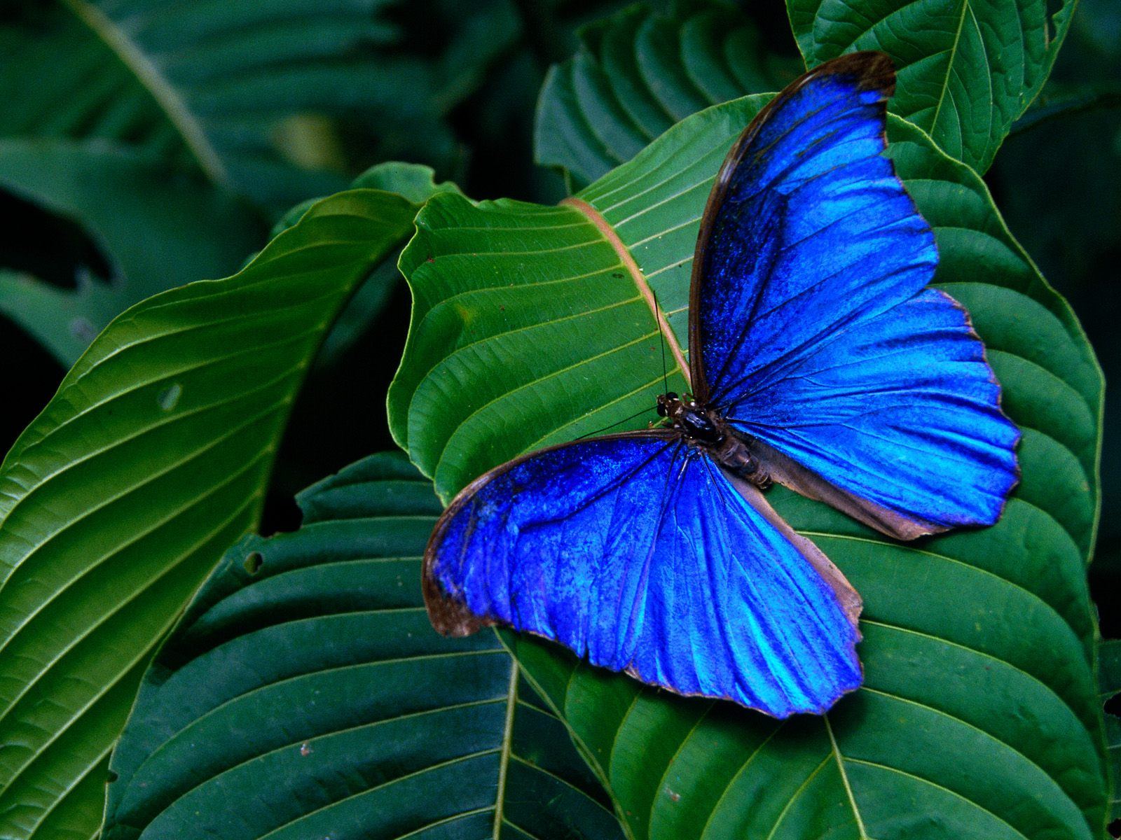 Blue Butterfly Wallpaper Beautiful Animated