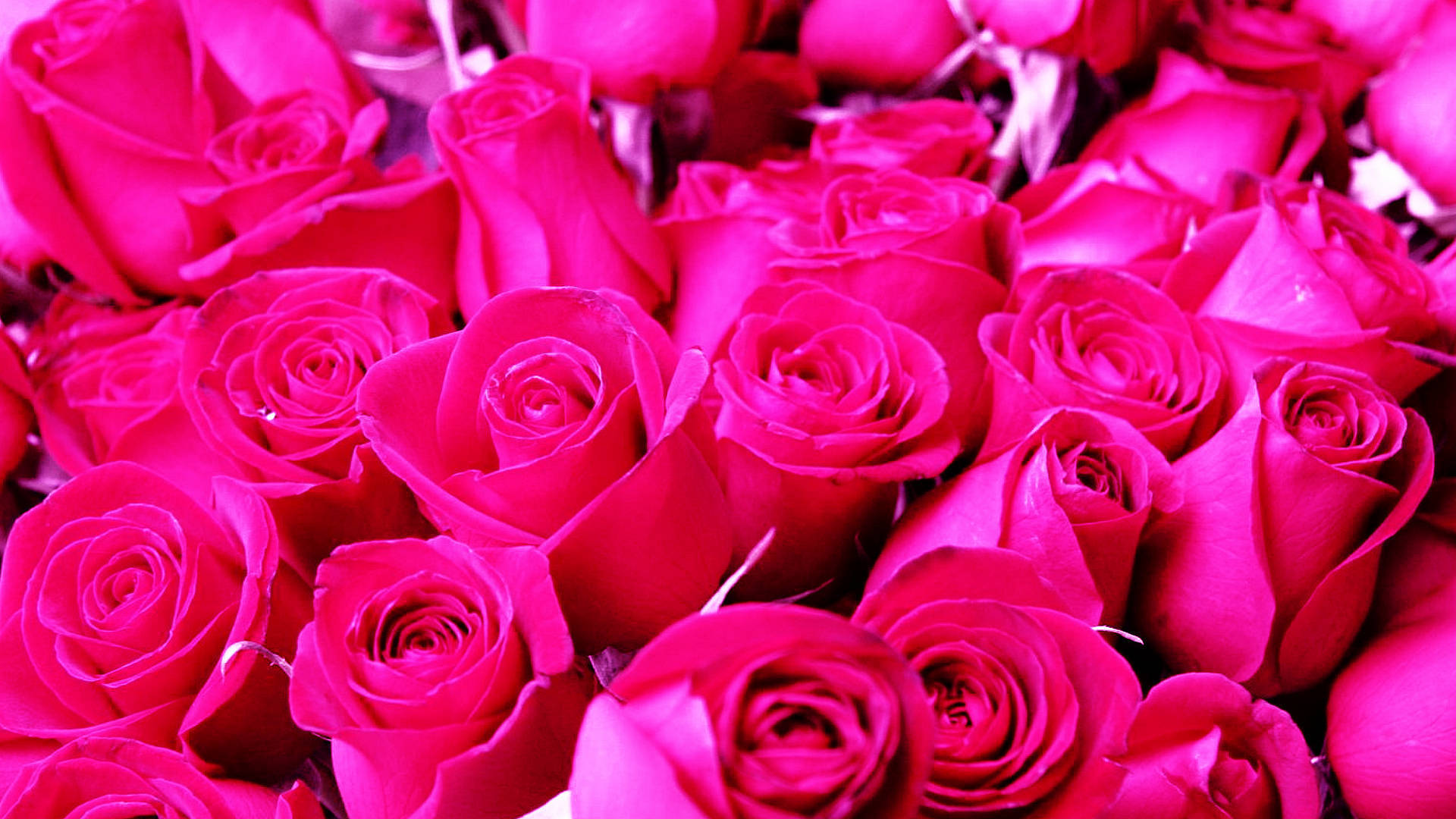 Rose For Pink Aesthetic Laptop Wallpaper