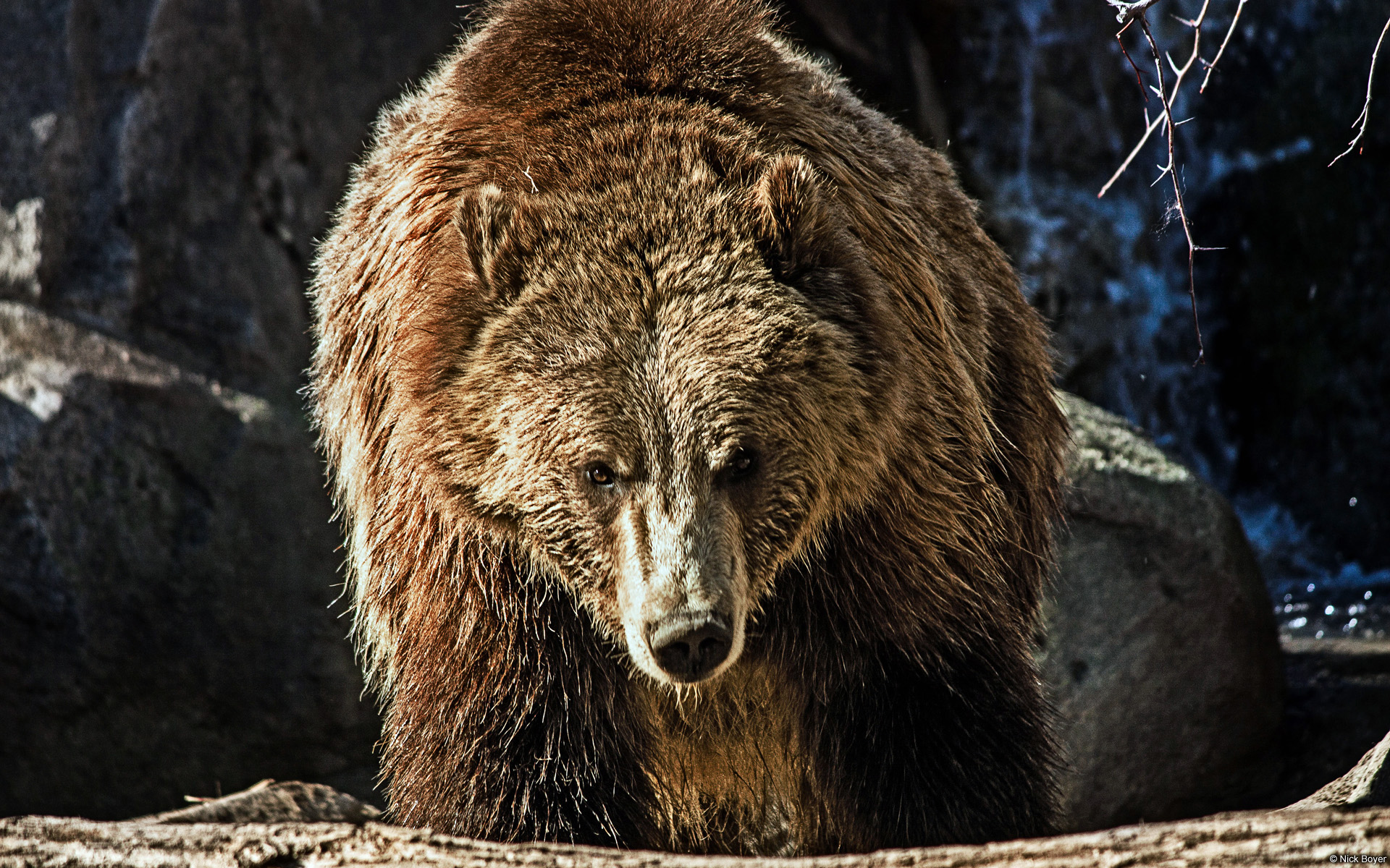 HD Grizzly Bear Wallpaper