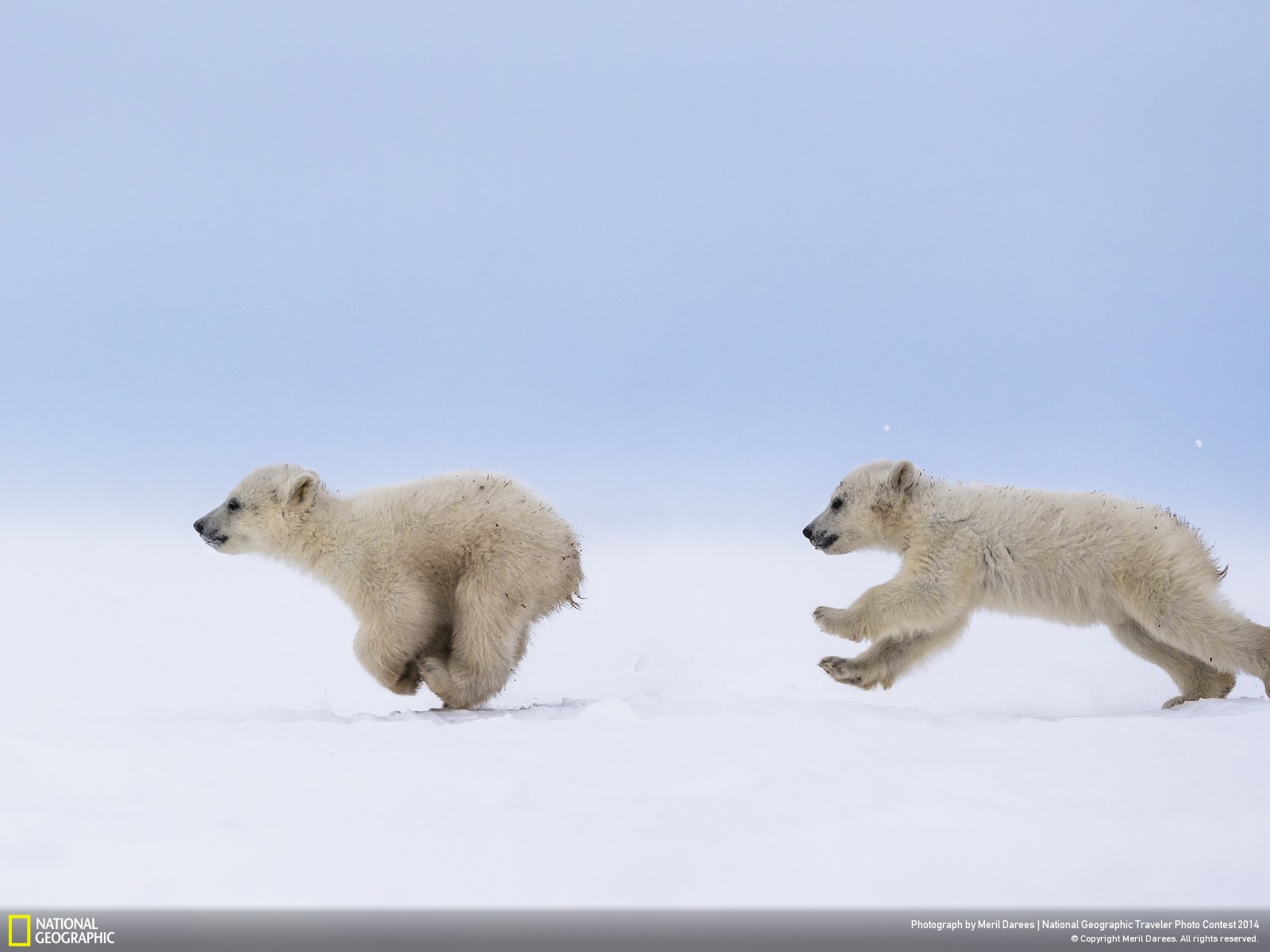 Polar Bear Cubs Manitoba National Geographic Travel Daily Photo
