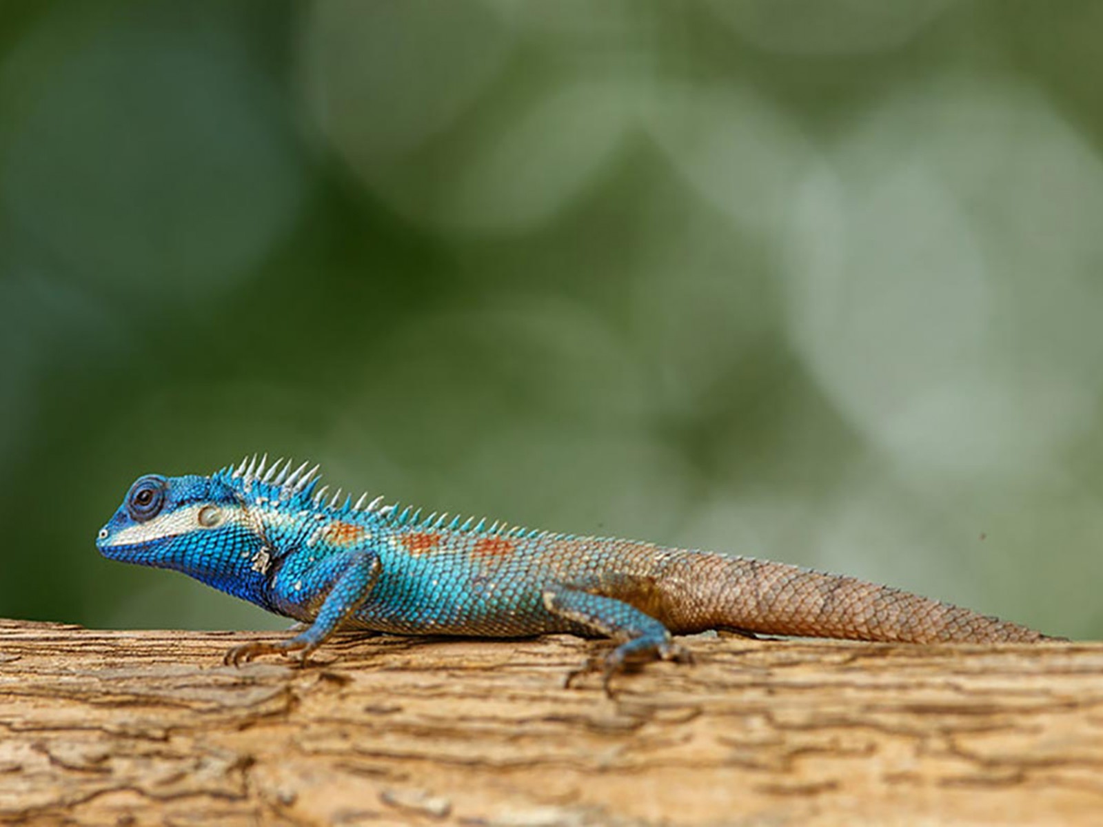Blue Crested Lizards Desktop HD Wallpaper
