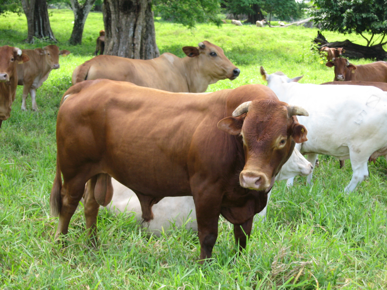 Bull Cow Qurbani Animals HD Wallpaper