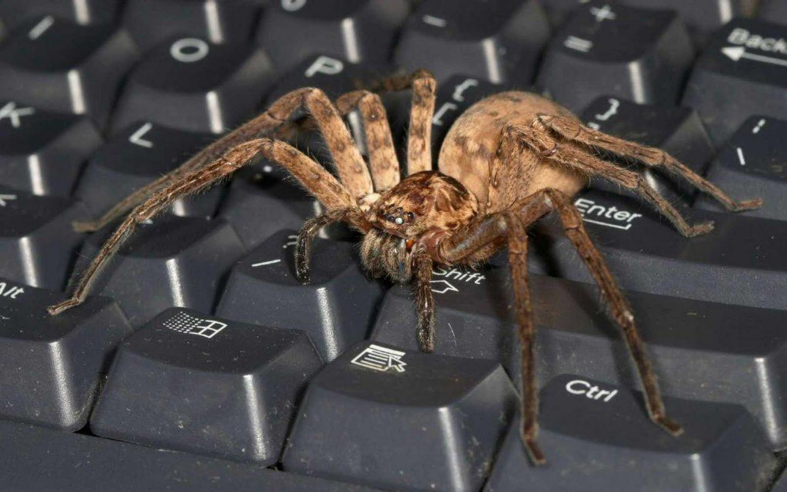 Best Top Desktop Spider Wallpaper HD Pictures Image Photos