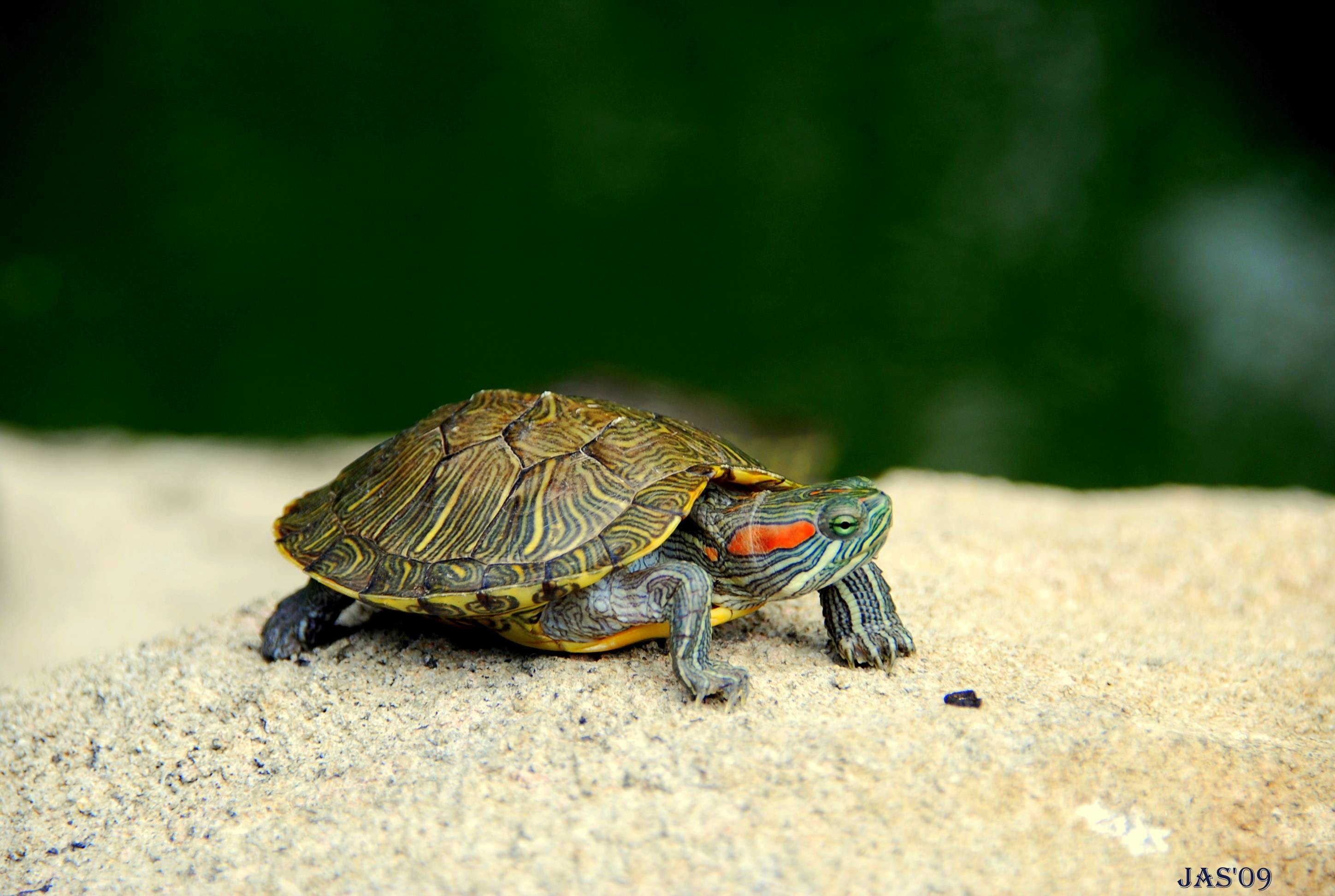 Baby Turtle Wallpaper