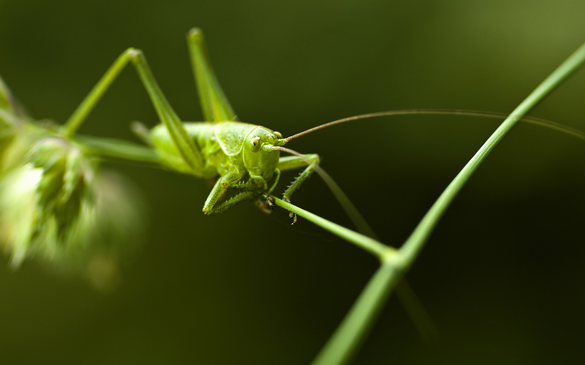 Grasshopper Computer Wallpaper Desktop Background