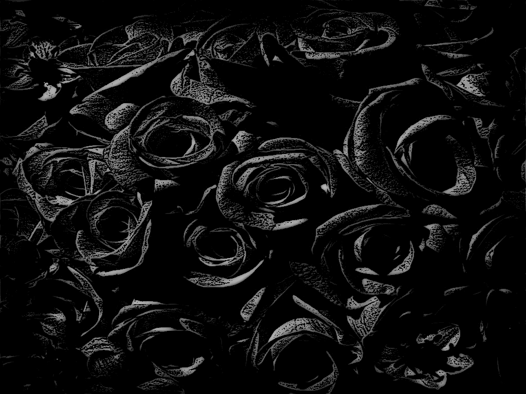 Free Download Black Rose Background Wallpaper Wallpapers And Pictures 