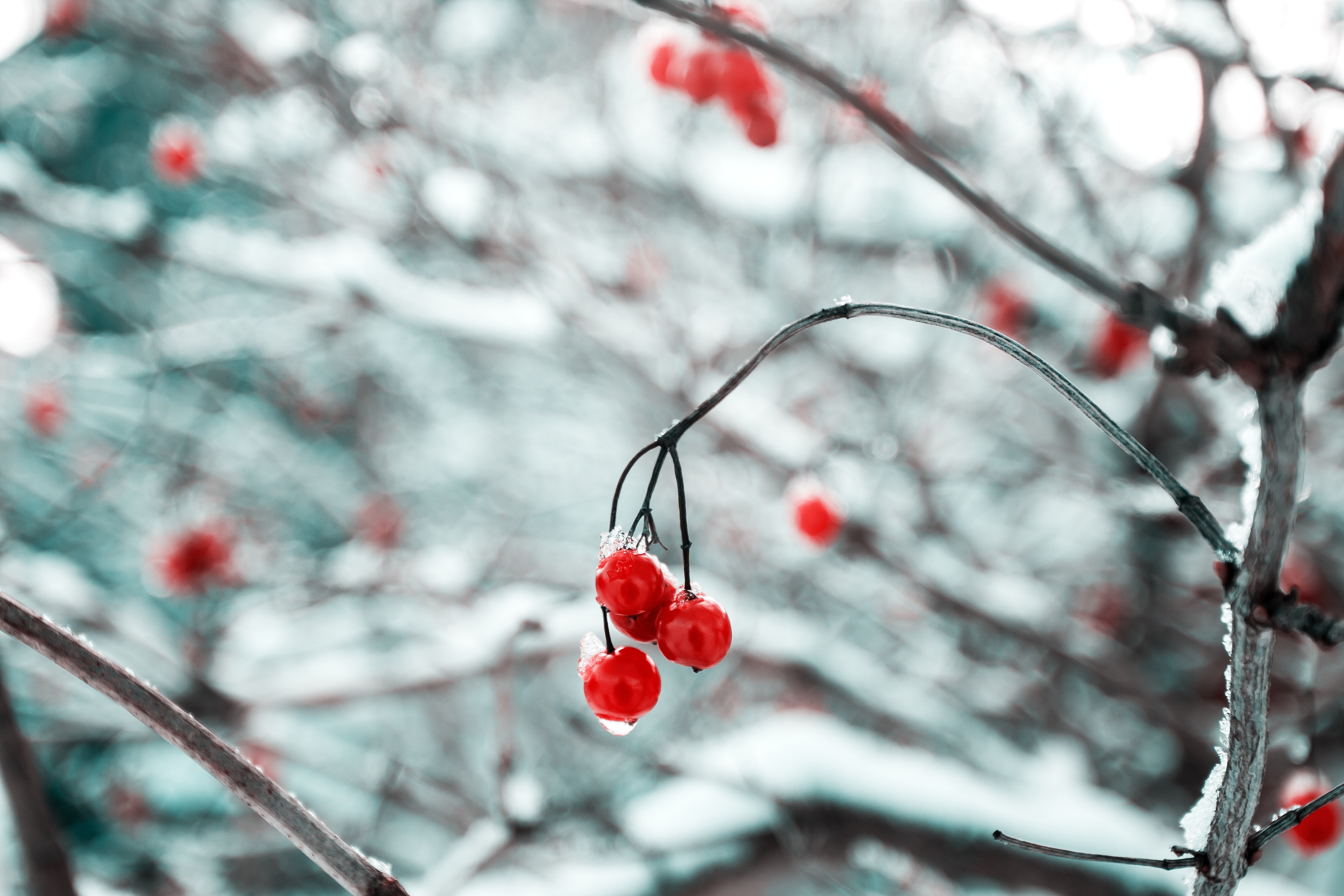 Nature Fruit Forest Ice Bokeh