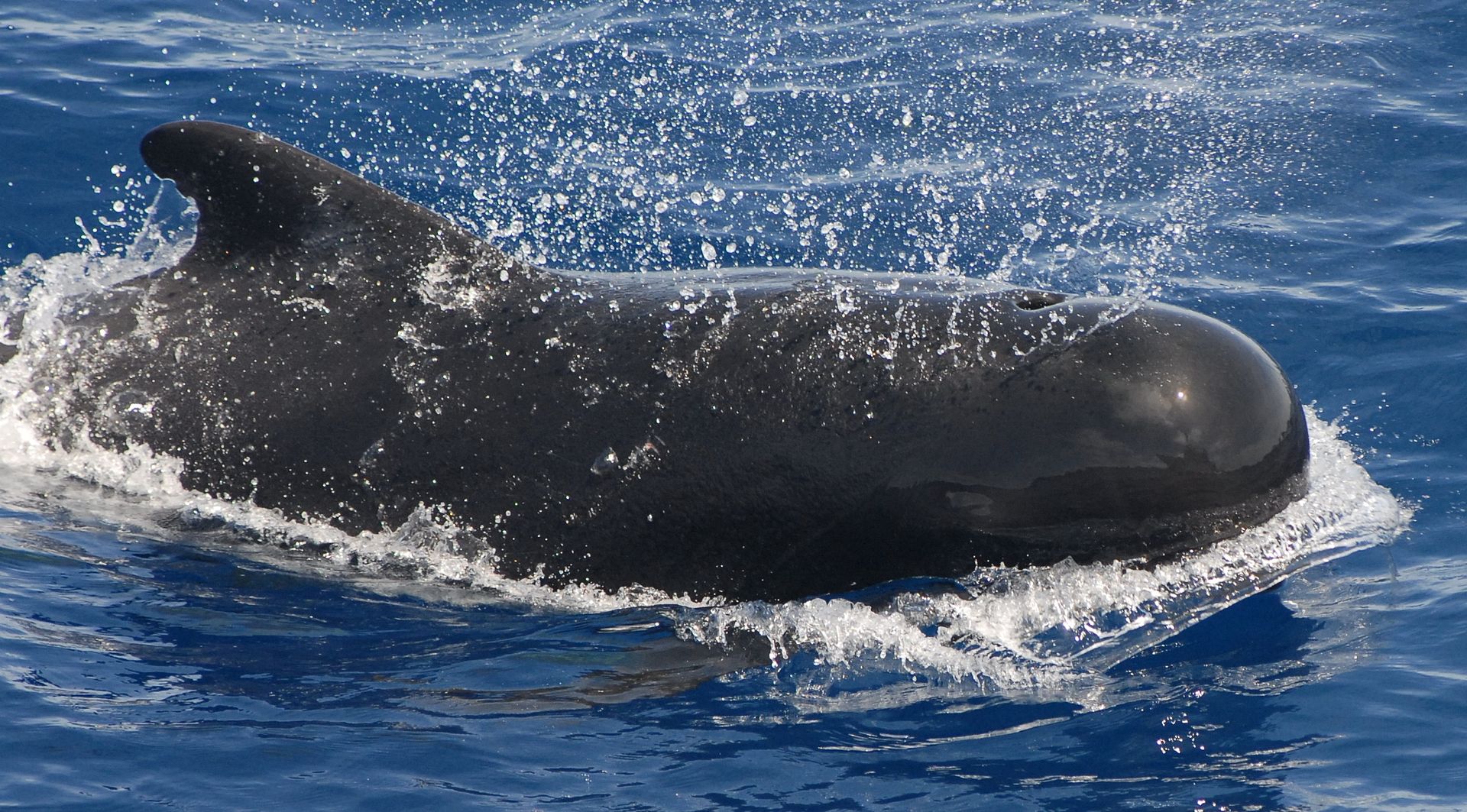 Whale S Tail Charters Wallpaper