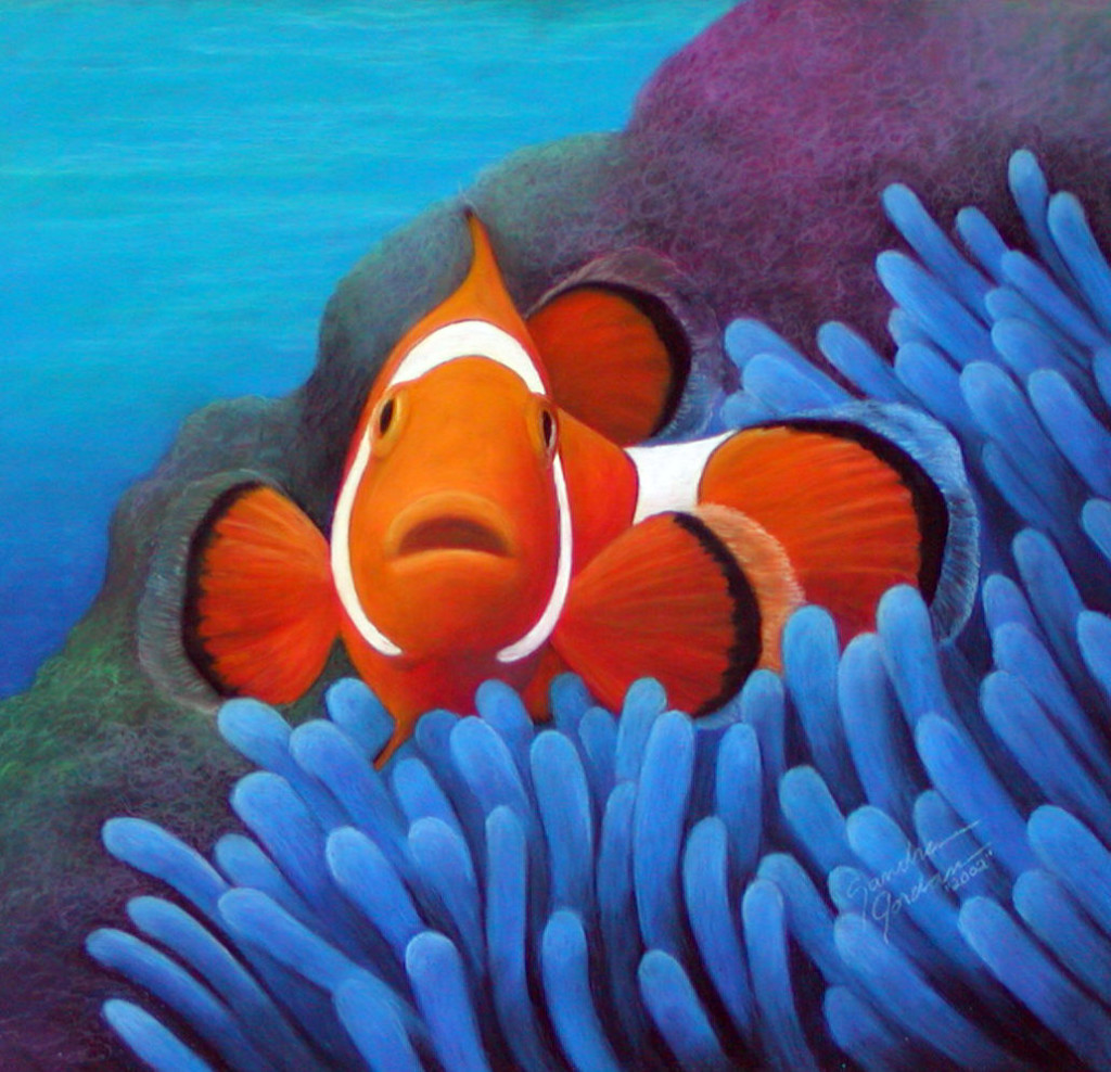 Clownfish HD Wallpaper Animals