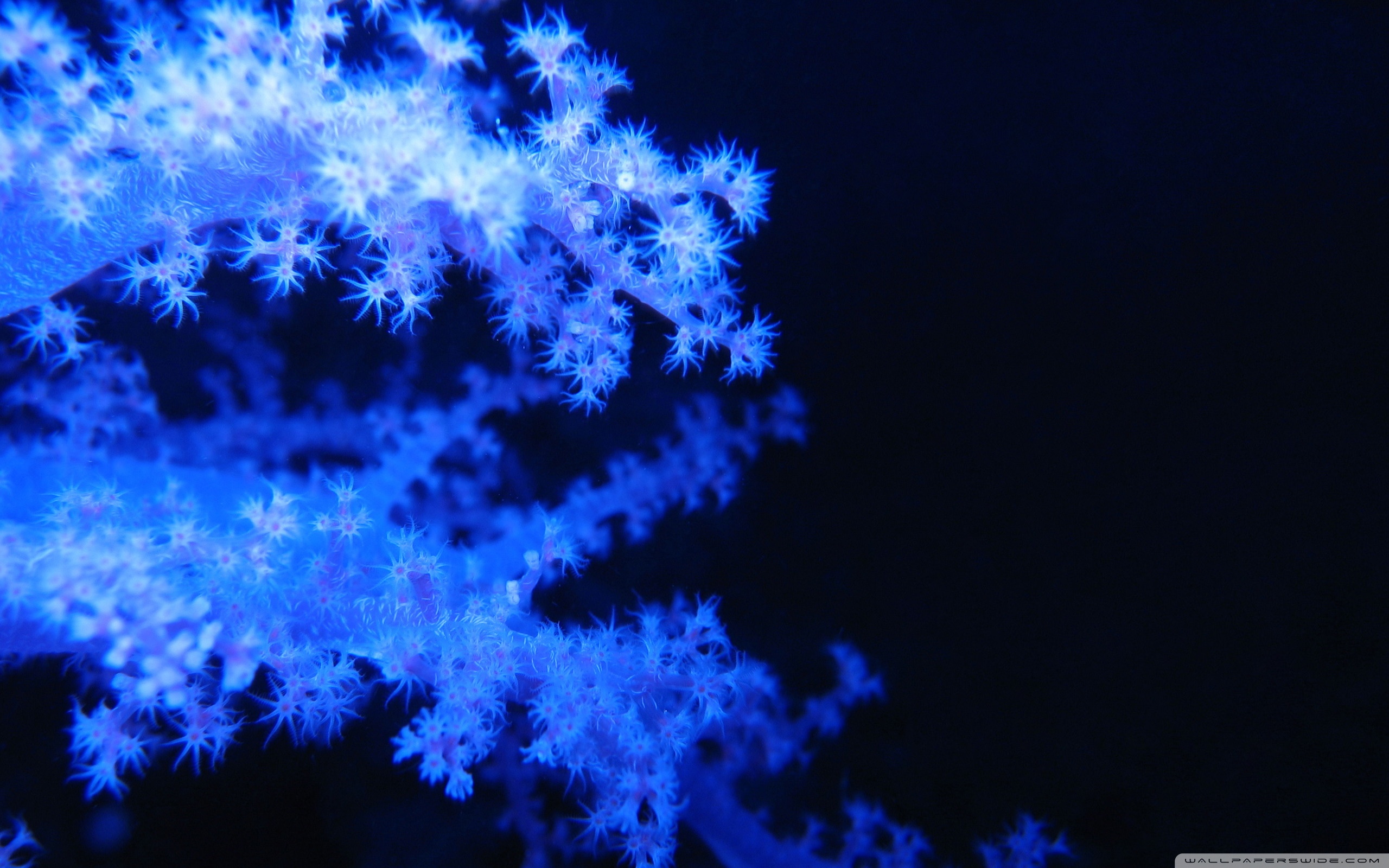 Blue Phosphorescent Corals Ultra HD Desktop Background Wallpaper