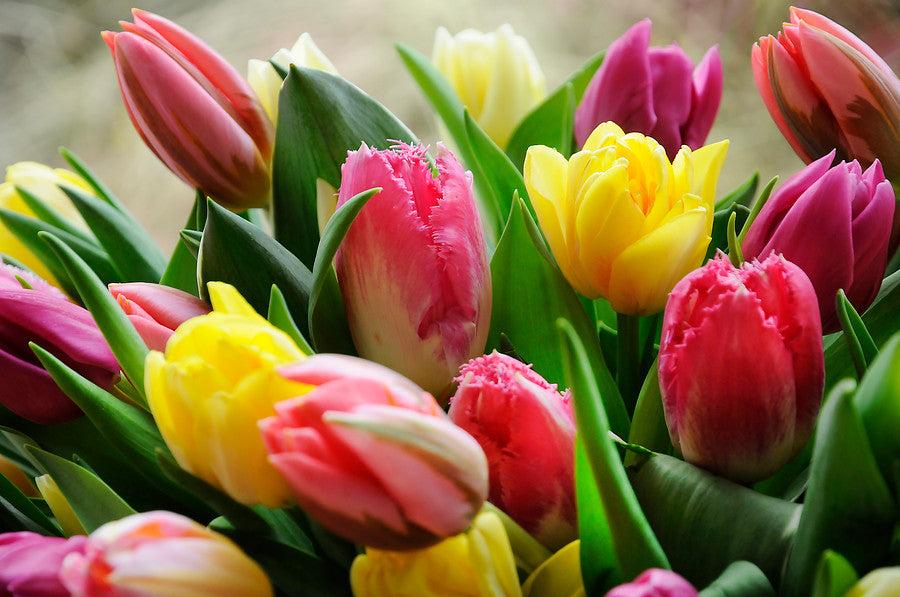 Why Tulips Droop And How To Stop It Dutchgrown