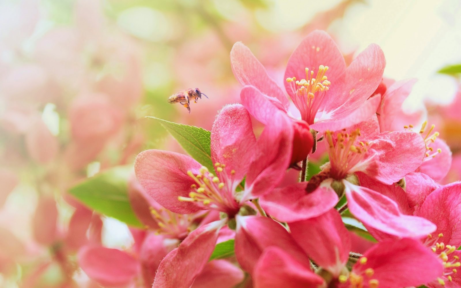 Most Beautiful Flower Wallpaper World Refreshrose