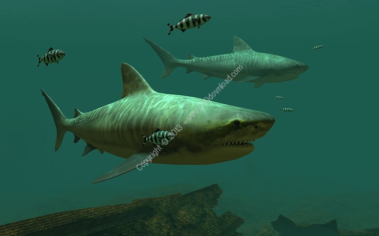 The Tiger Shark Is Most Mon Type Of Sharks On Pla And