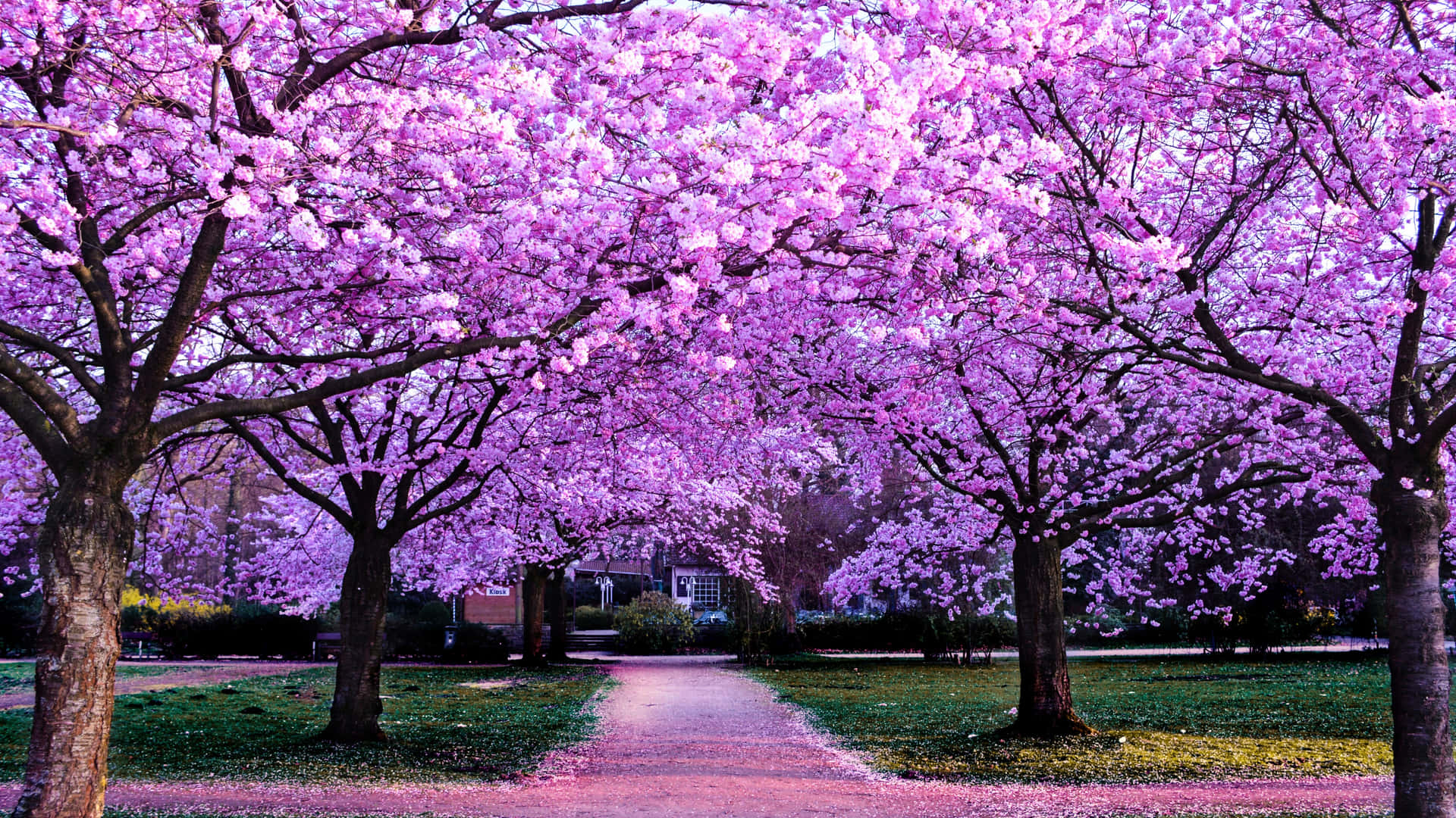 Cherry Blossoms Anime Scenery Wallpaper