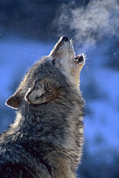 Winter Wolf Howl Cathy Gordon Illg Art For Conservation