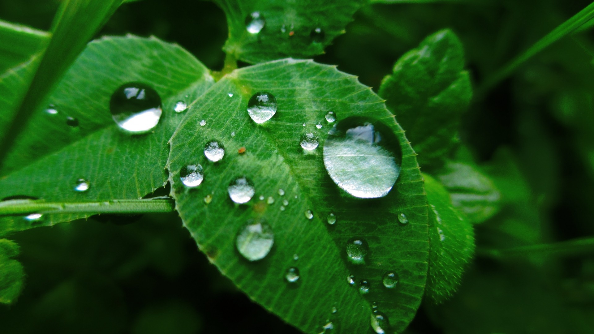 Green Leaf Wallpaper HD