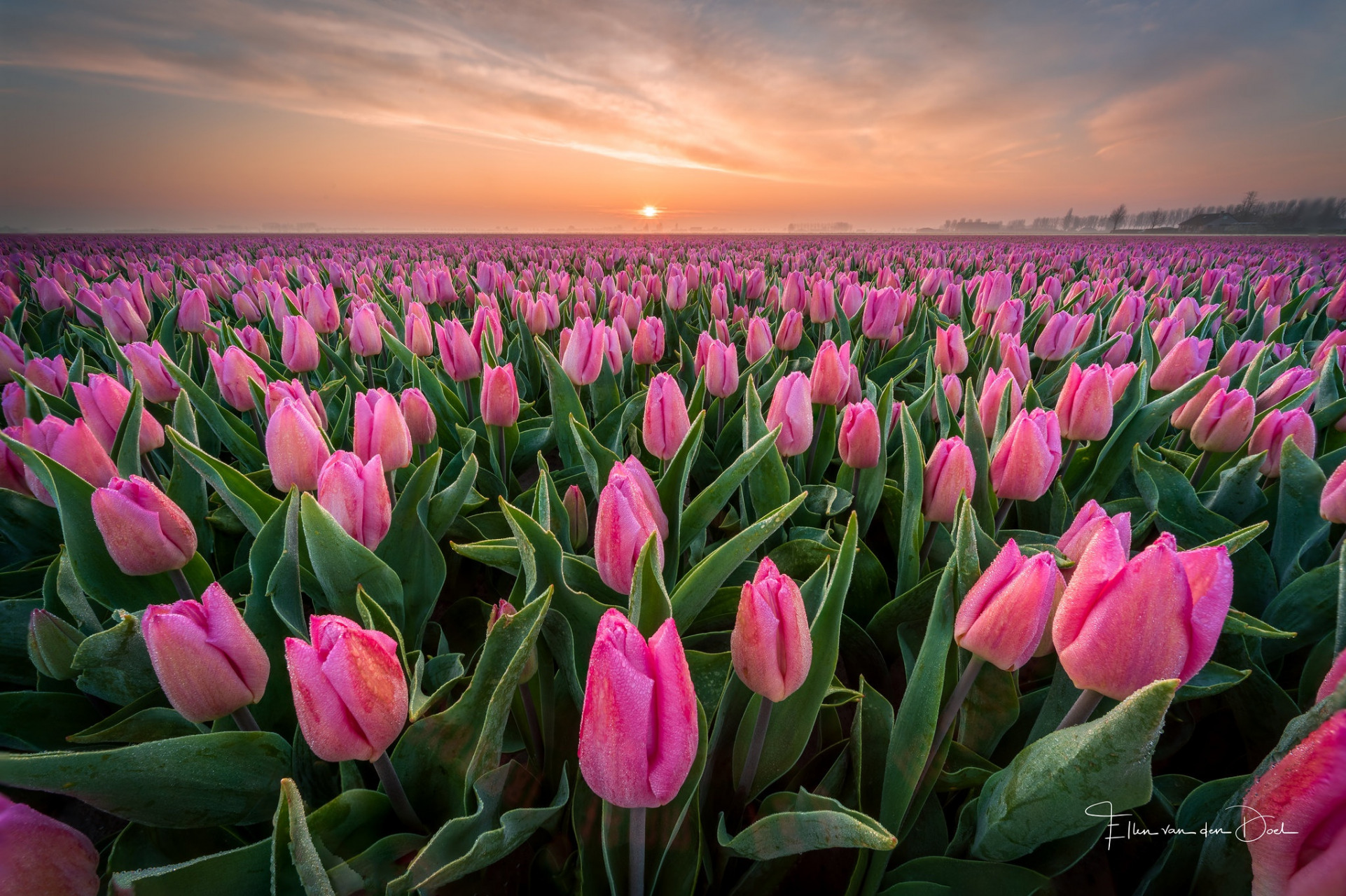 Tulip Flower Picture Field HD Desktop Wallpaper 4k Image