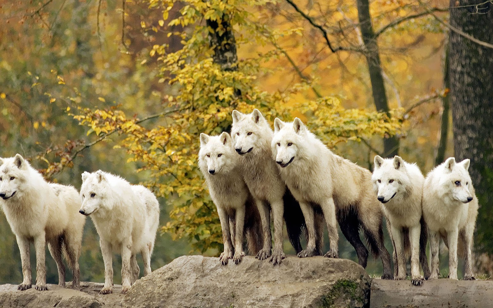 Wolf Pack Wallpaper With Many Wolves HD Animals