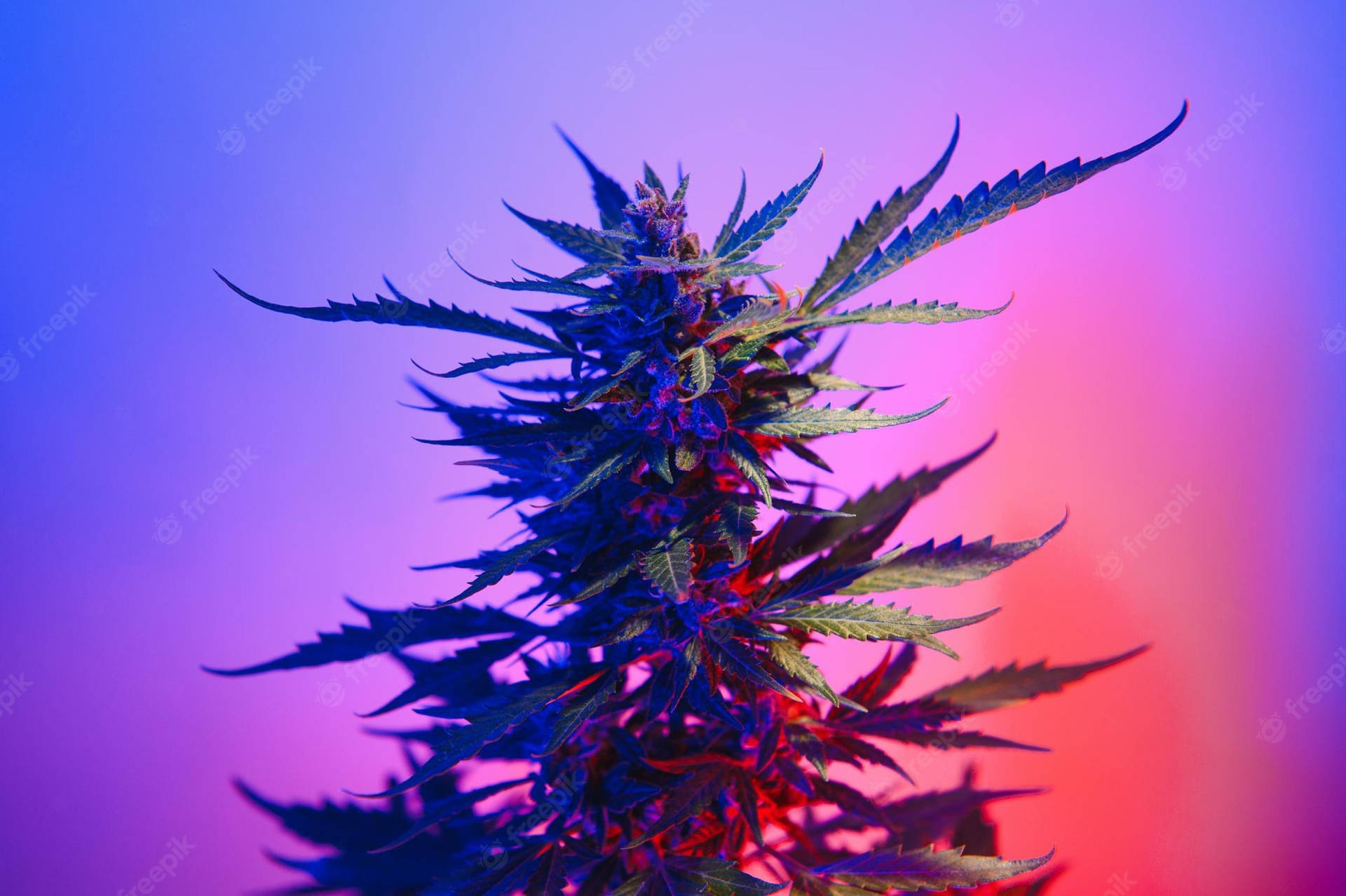 Weed Aesthetic Wallpaper