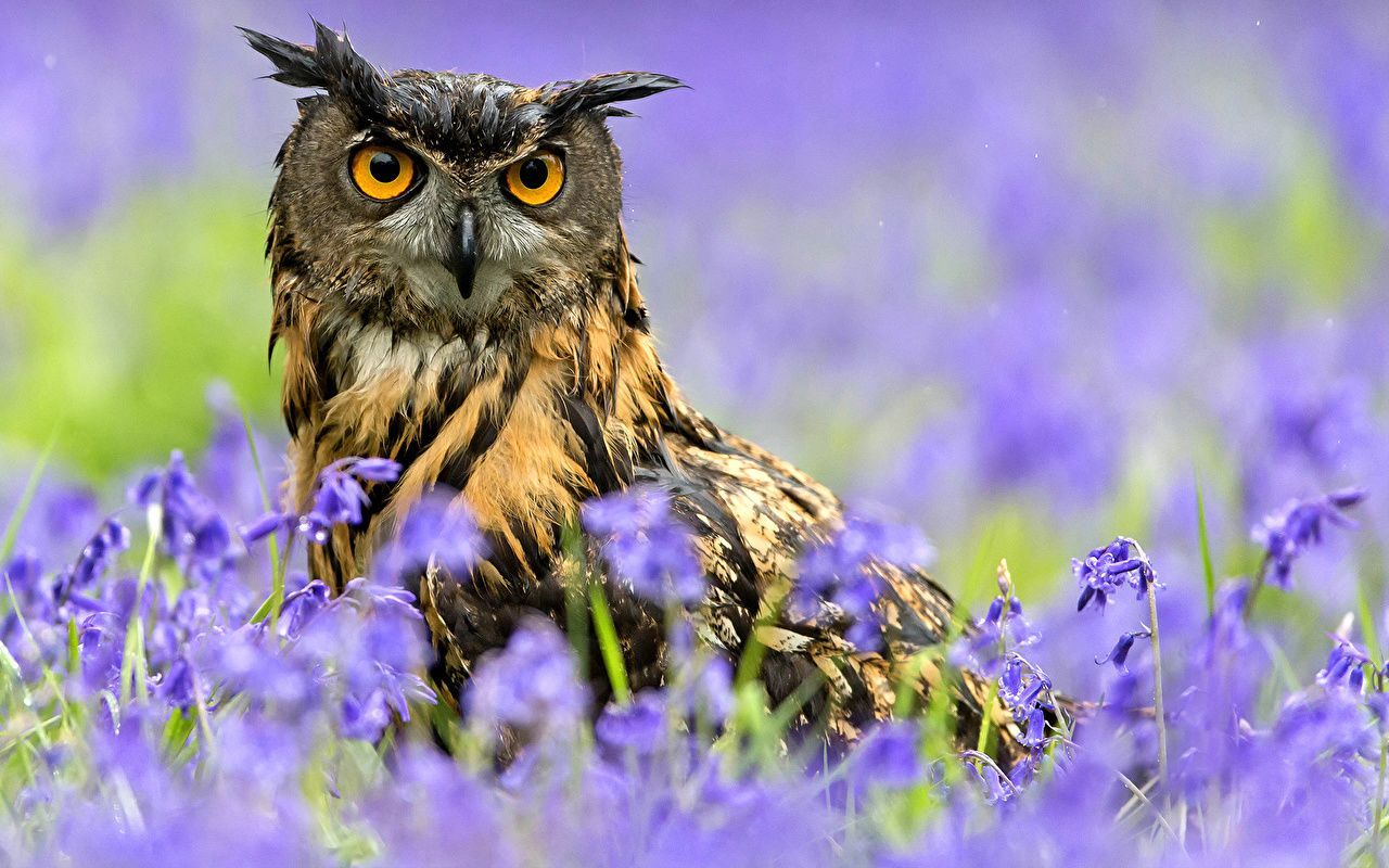 Spring Owl Wallpaper Top Background