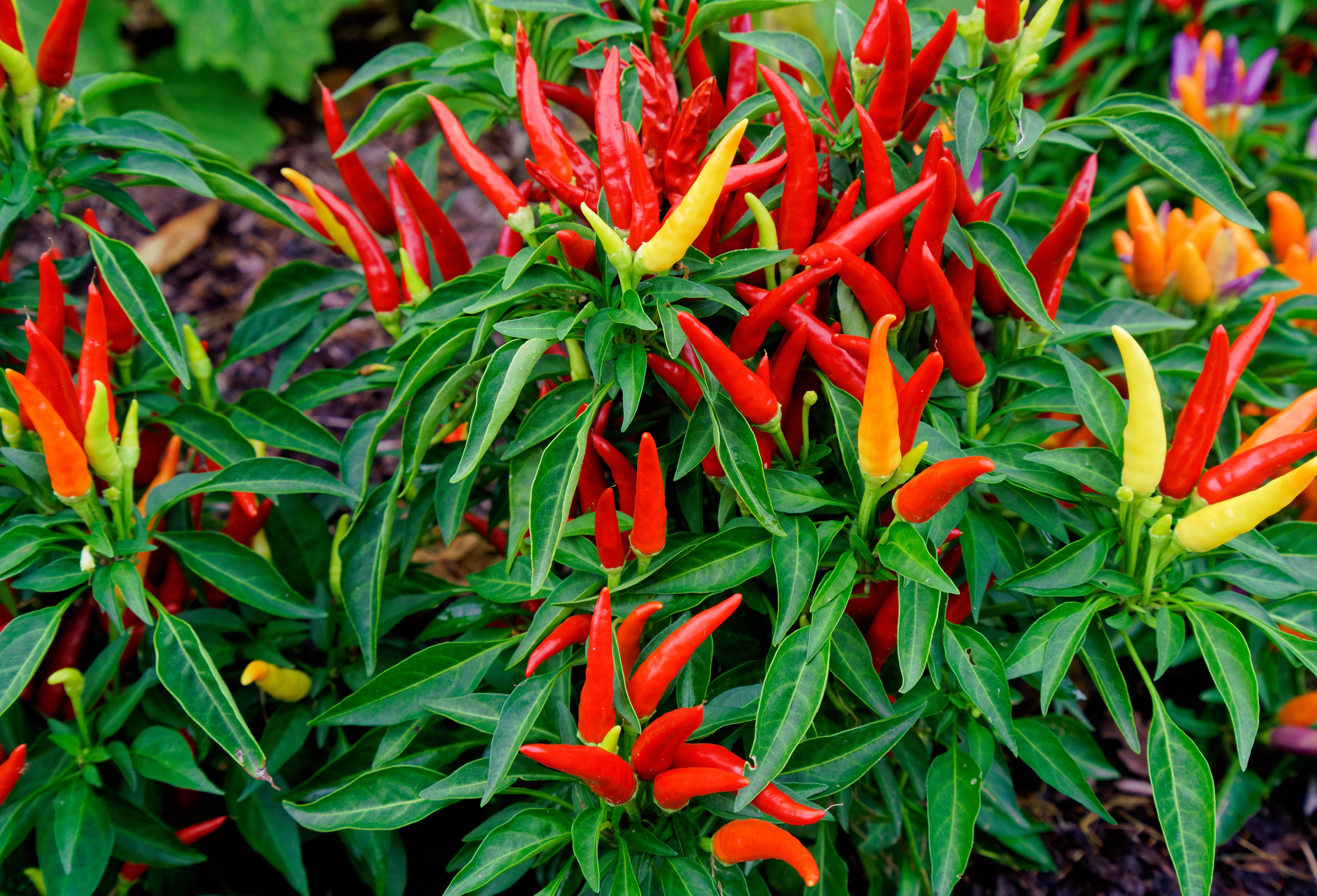 Red Chili Pepper Chile Garden Bed HD Wallpaper