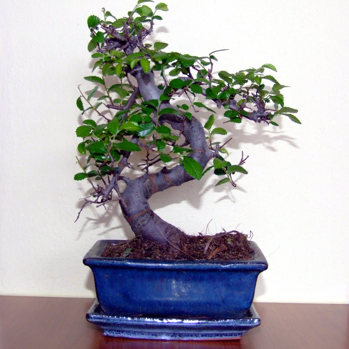 Bonsai Trees Pictures
