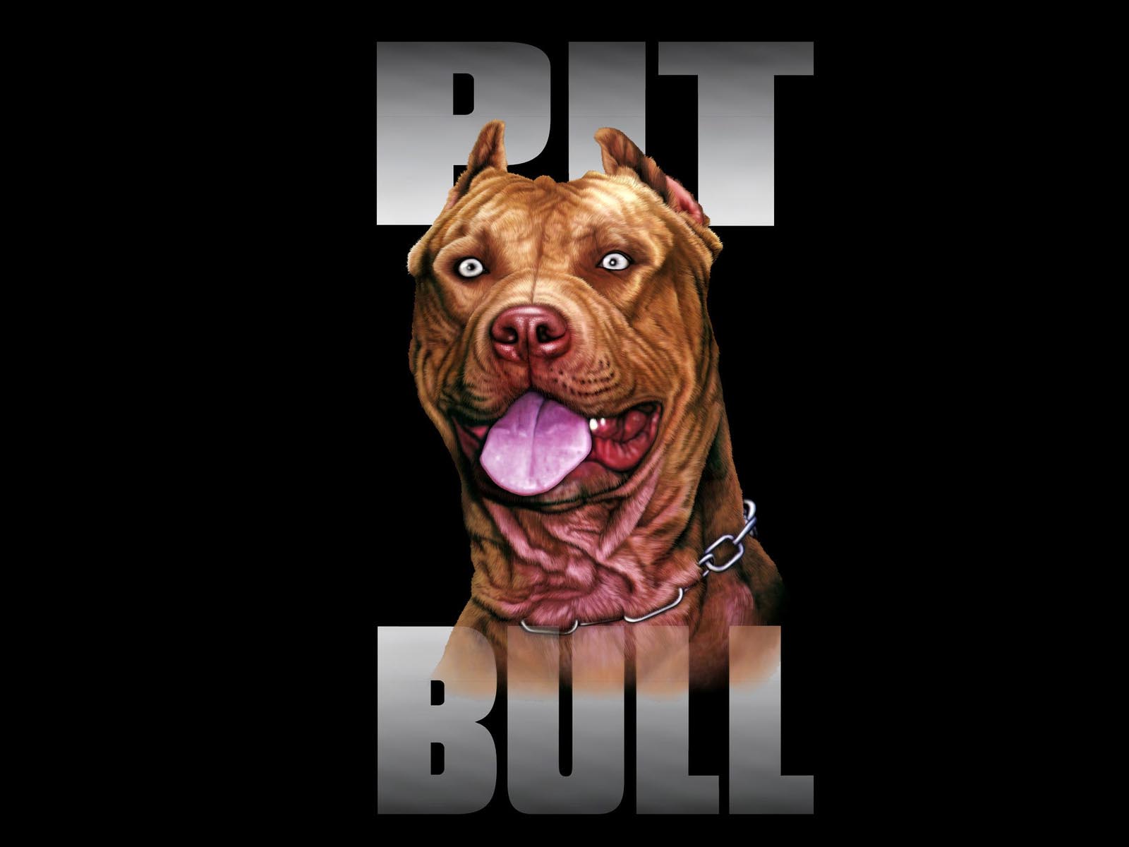 Pit Bull Dog HD Wallpaper