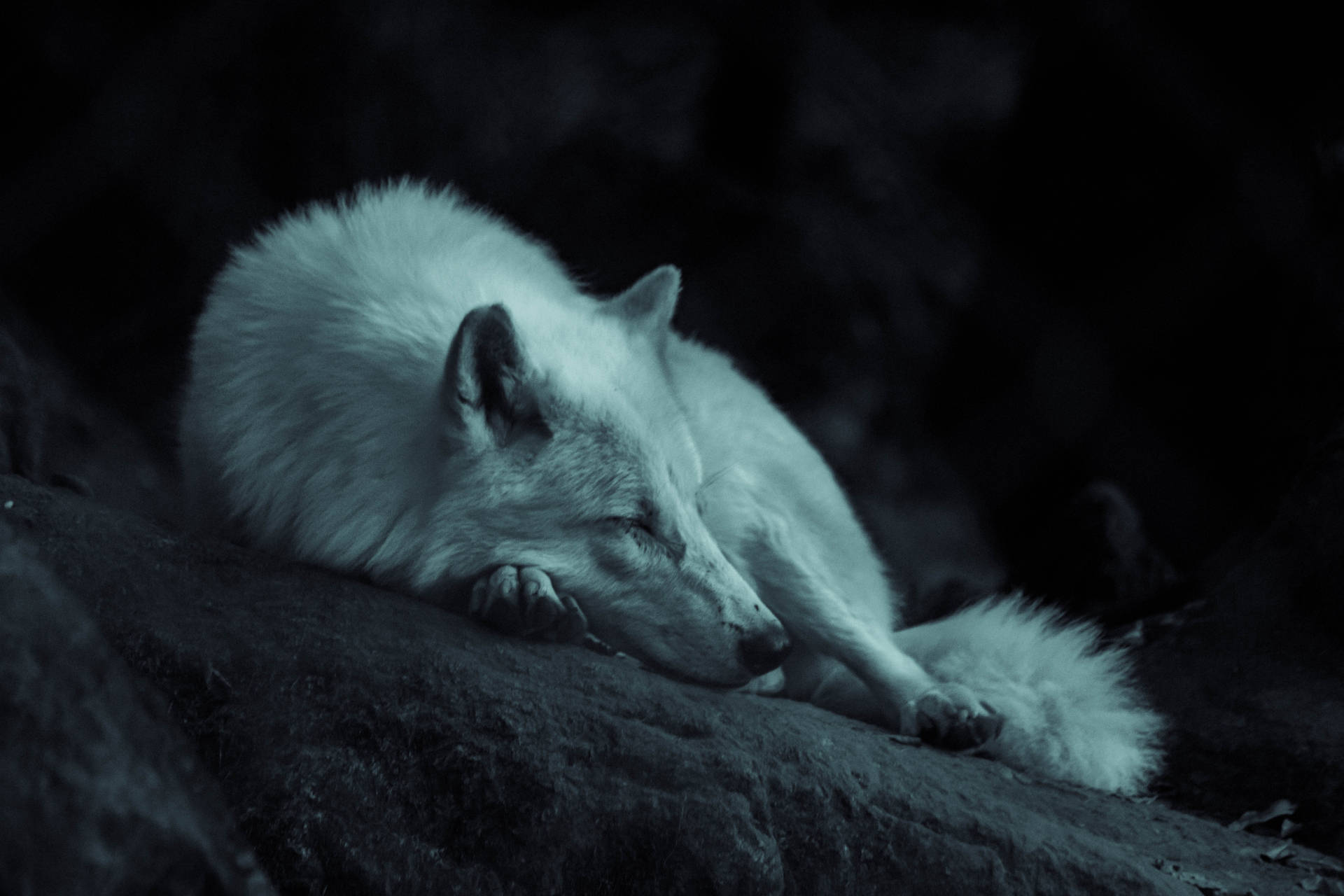 Black Wolf Wallpaper