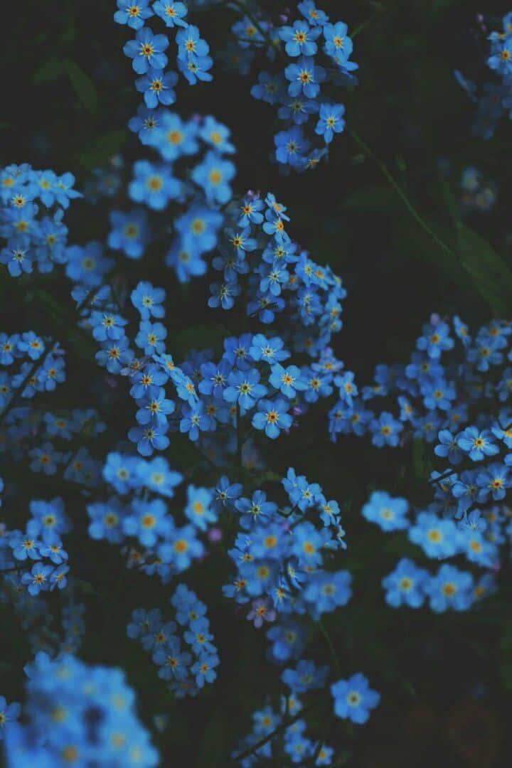 Blue Flowers Aesthetic Wallpaper