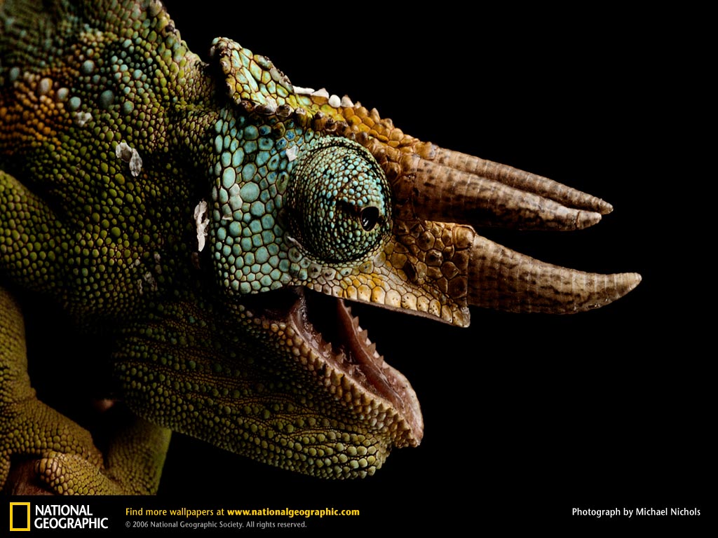 Chameleon Picture Desktop Wallpaper