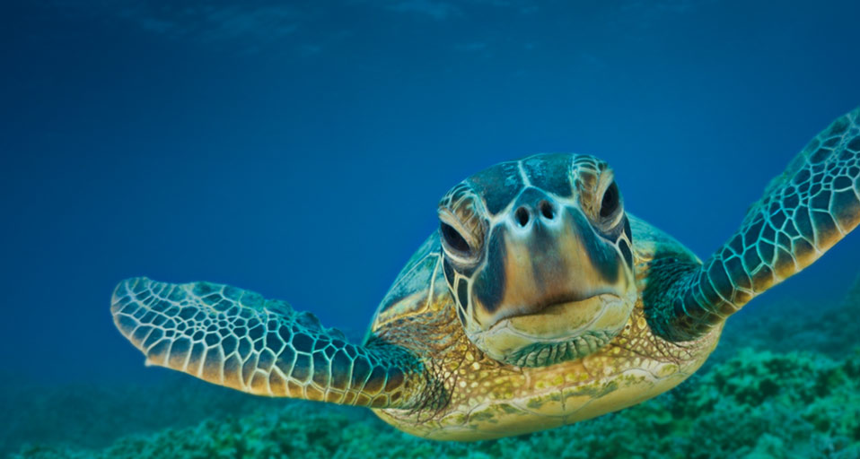 You A Awesome Bing S Green Turtle Background One Of My Favorite