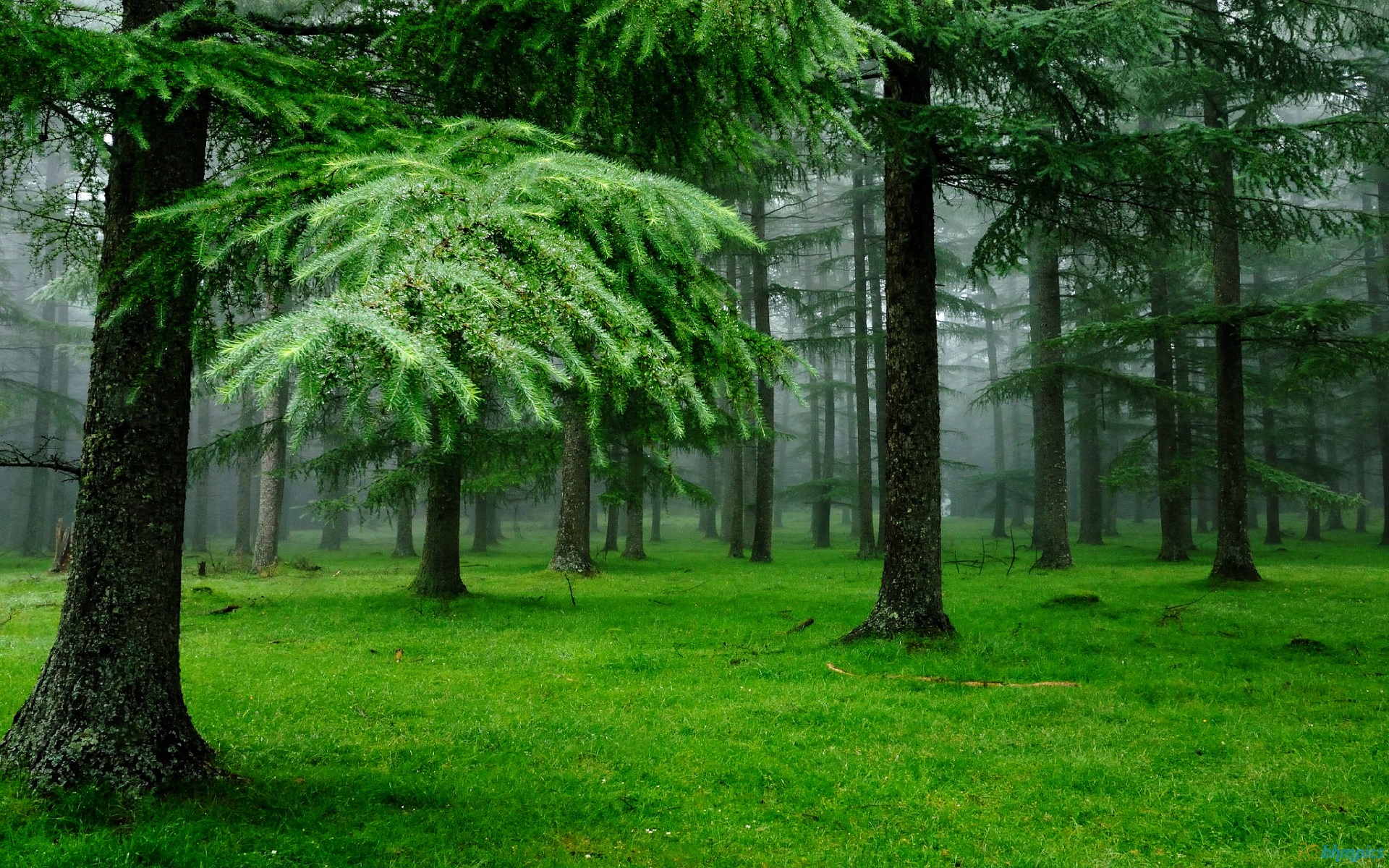 Most Beautiful Green Nature In The World Backgrounds, green world HD  wallpaper | Pxfuel