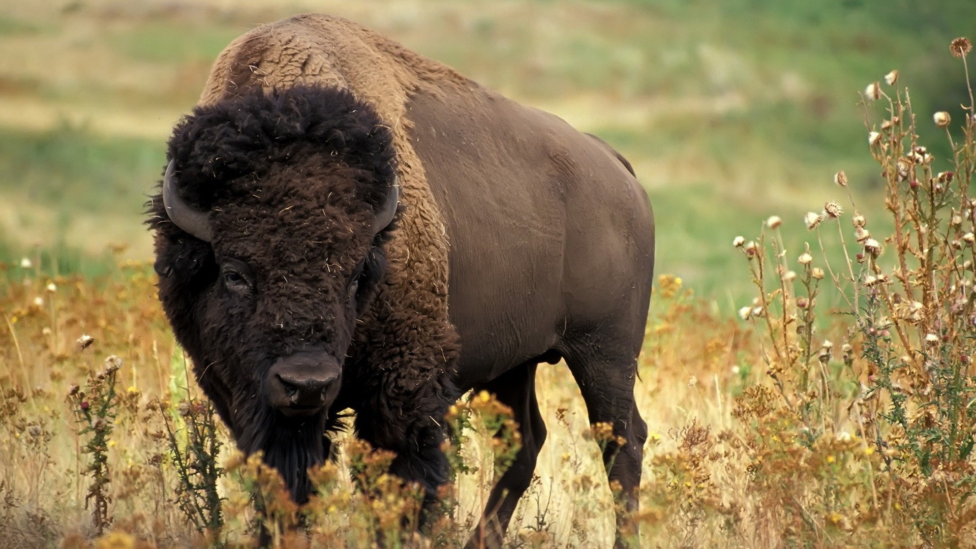 Fonds D Cran Buffalo Tous Les Wallpaper