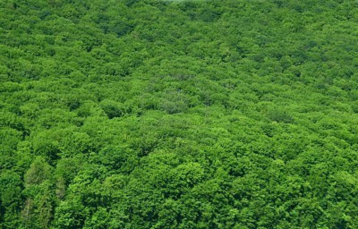 Rainforest Background Wildlife A Forests