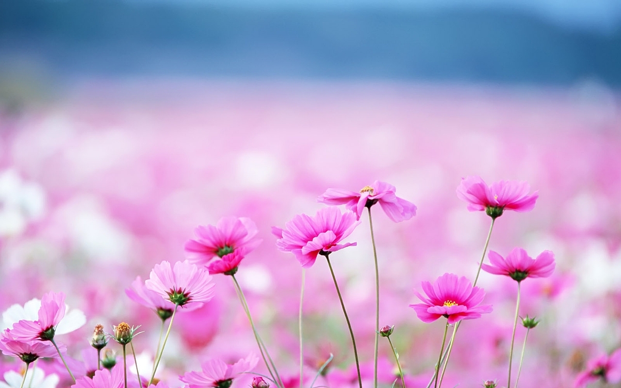 Flower Pc Pictures Pink Flowers Wallpaper And