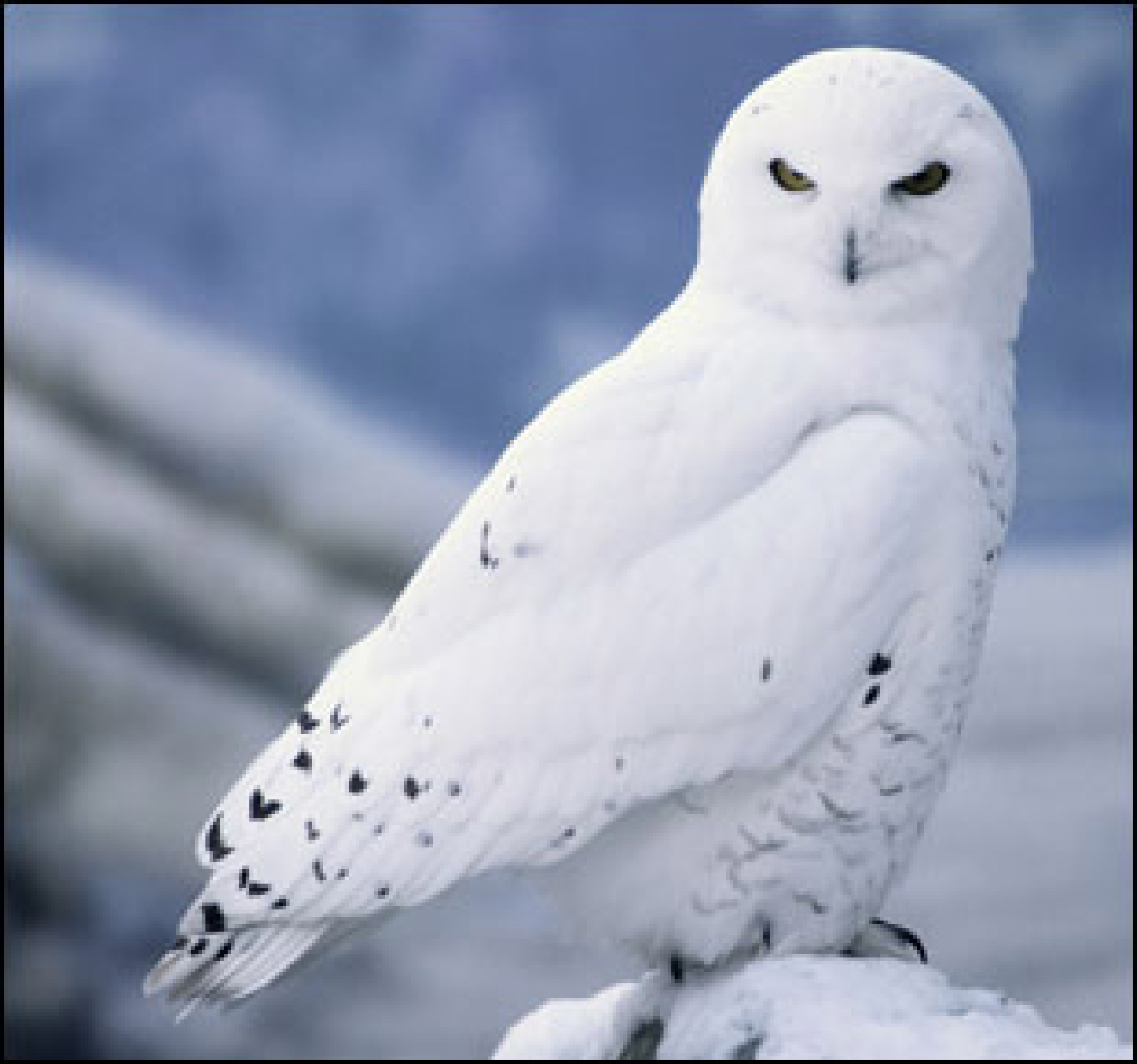 Desktop Wallpaper For Android Snowy Owl Owls