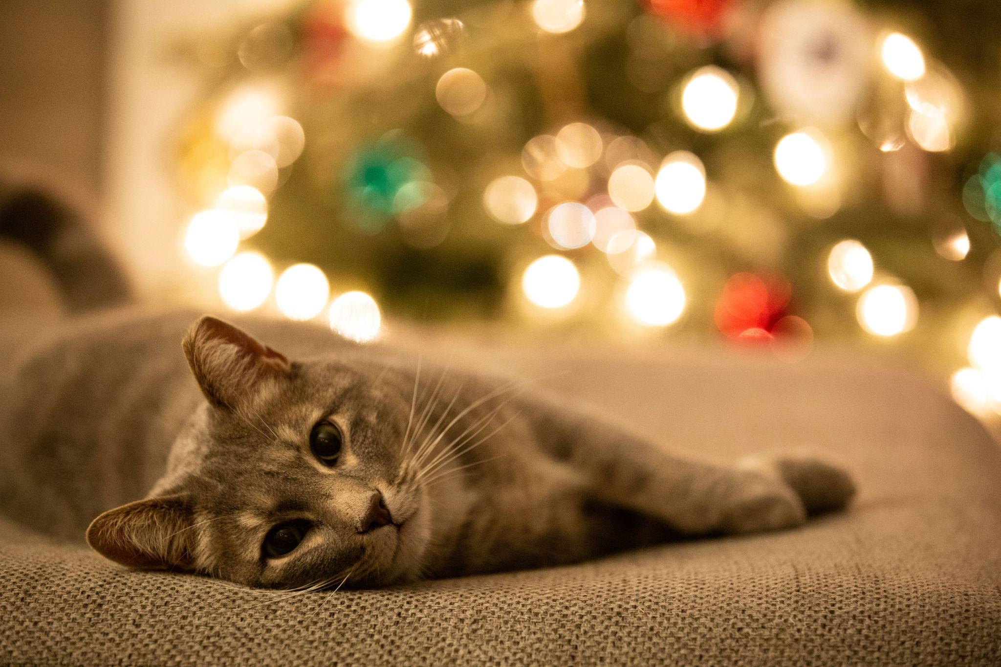 4 Things to Do Before Leaving a Cat for a Holiday Vacation