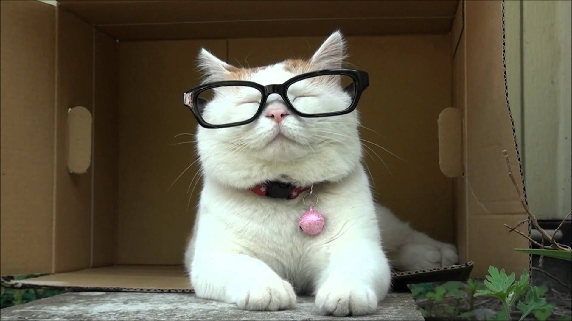[48+] Cat Wearing Glasses Wallpaper | WallpaperSafari.com