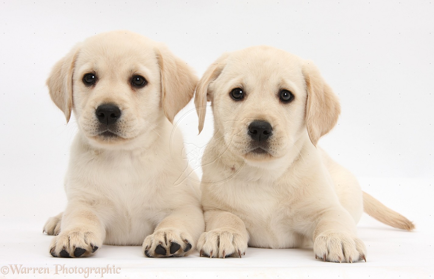 Animals Desktop Wallpaper Yellow Labrador Puppies Photos