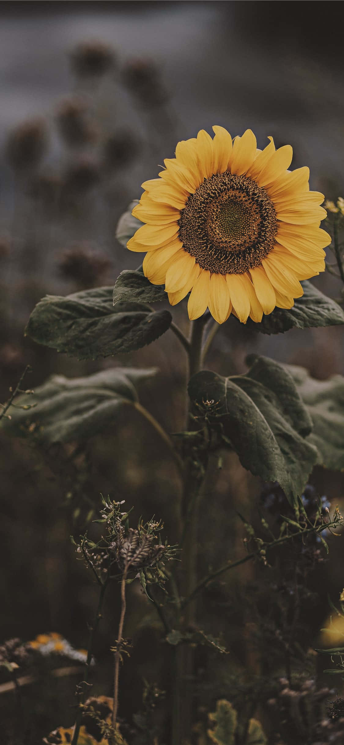 Dark Sunflower Wallpaper