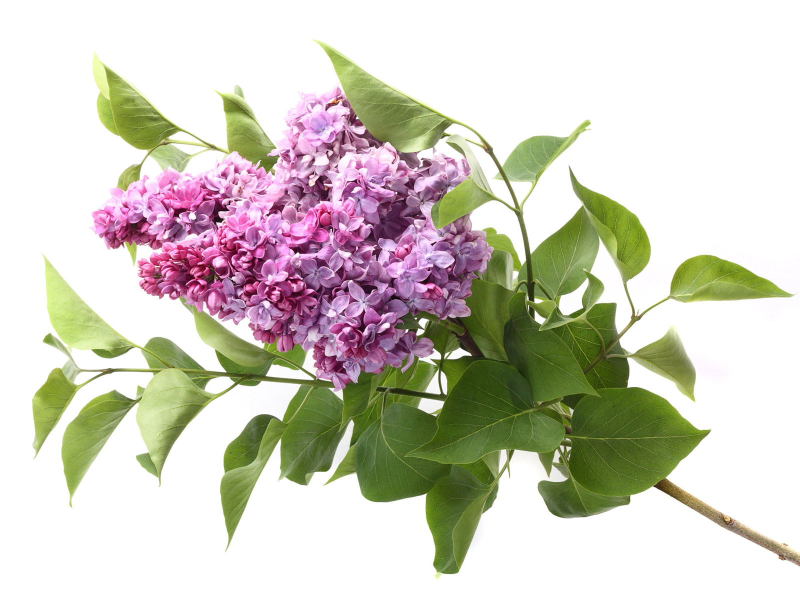 Pink Lilacs Wallpaper Picture