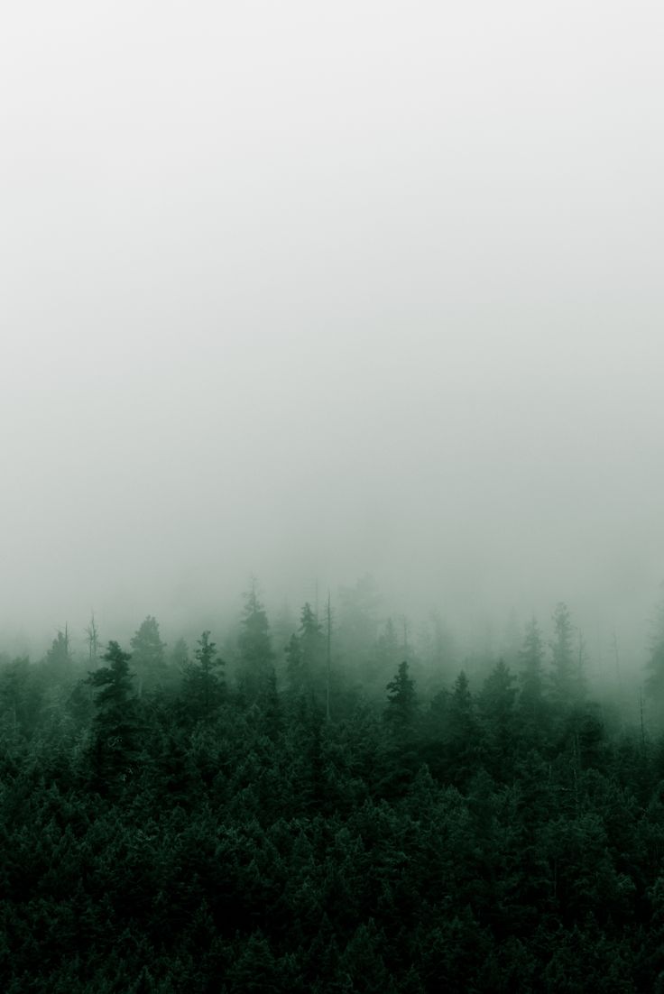 Misty Mountain Forest In The Rain Fog Photography