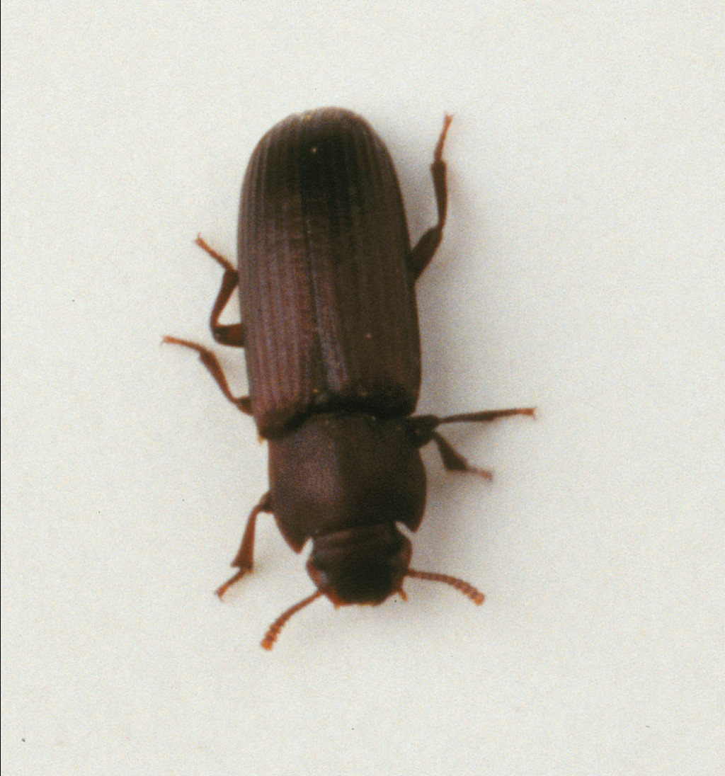 The Carpet Beetles Wallpaper