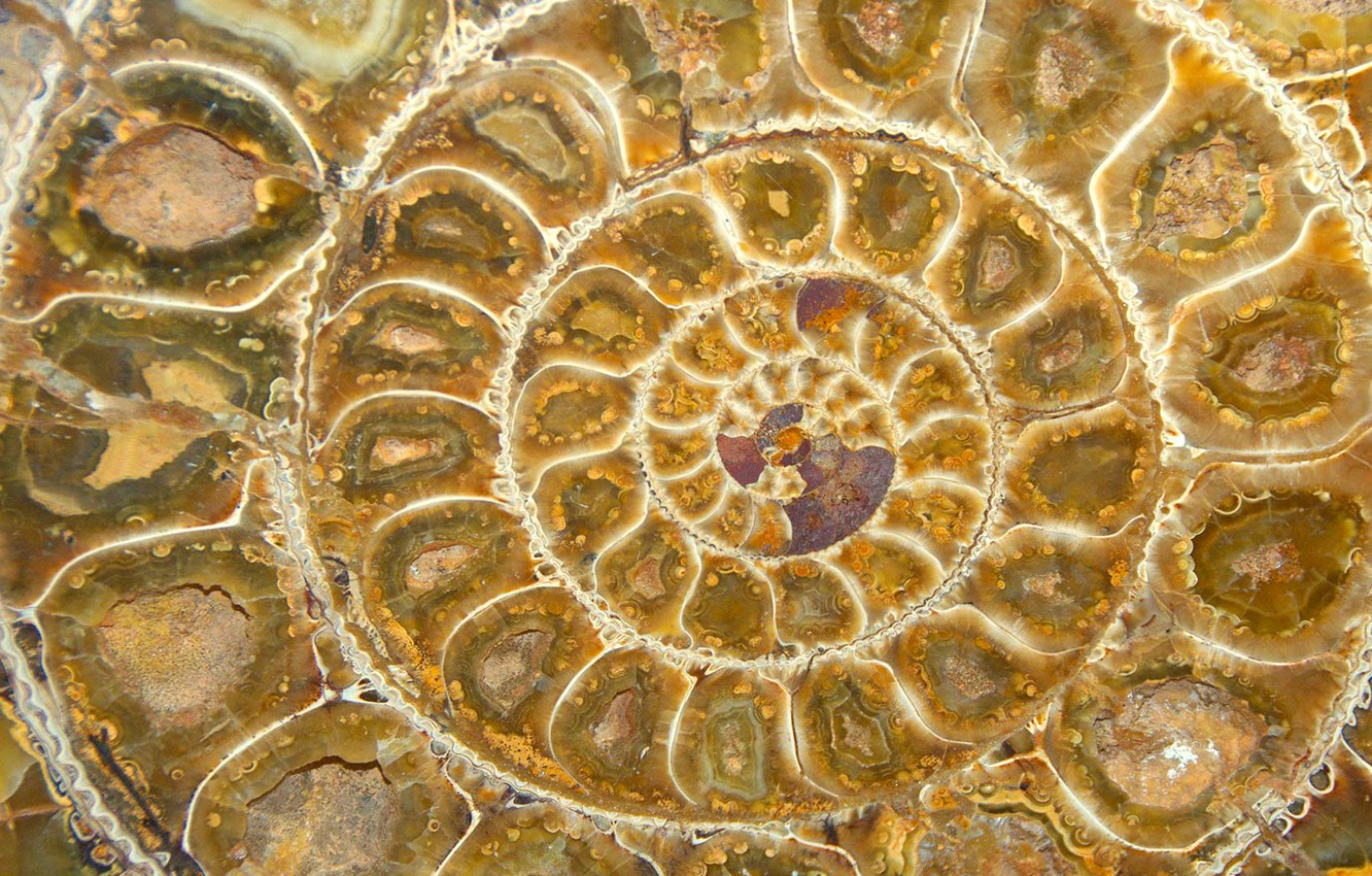 Wallpaper Spiral Sink Fossil Ammonite Image For Desktop