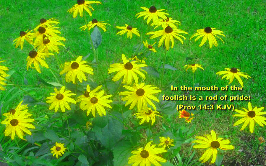 Bible Verses Spring Flowers With