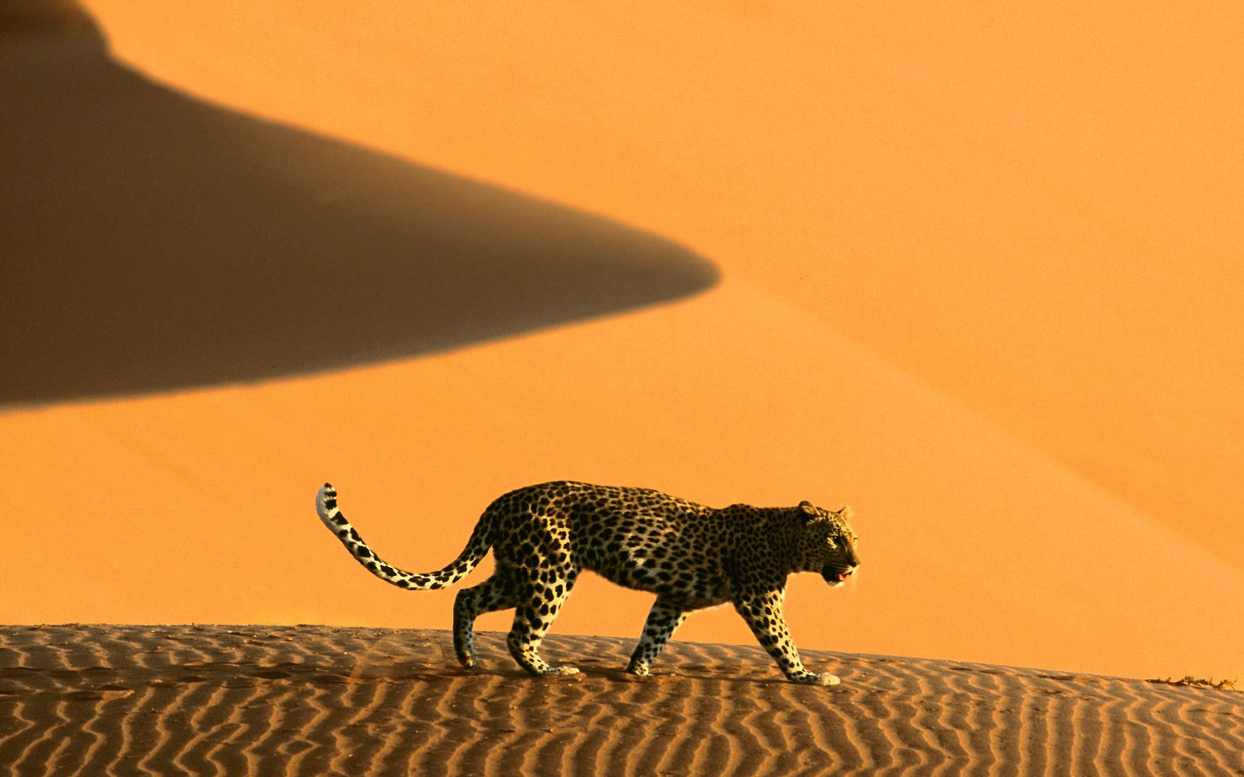 Beautiful Africa Animal Wallpaper HD Background