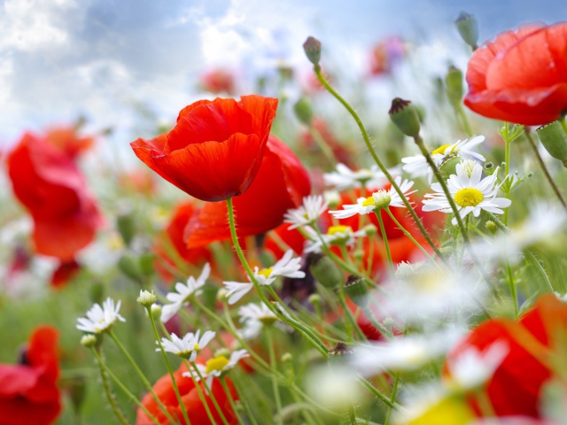 Beautiful Poppy Meadow Wallpaper And Image Pictures