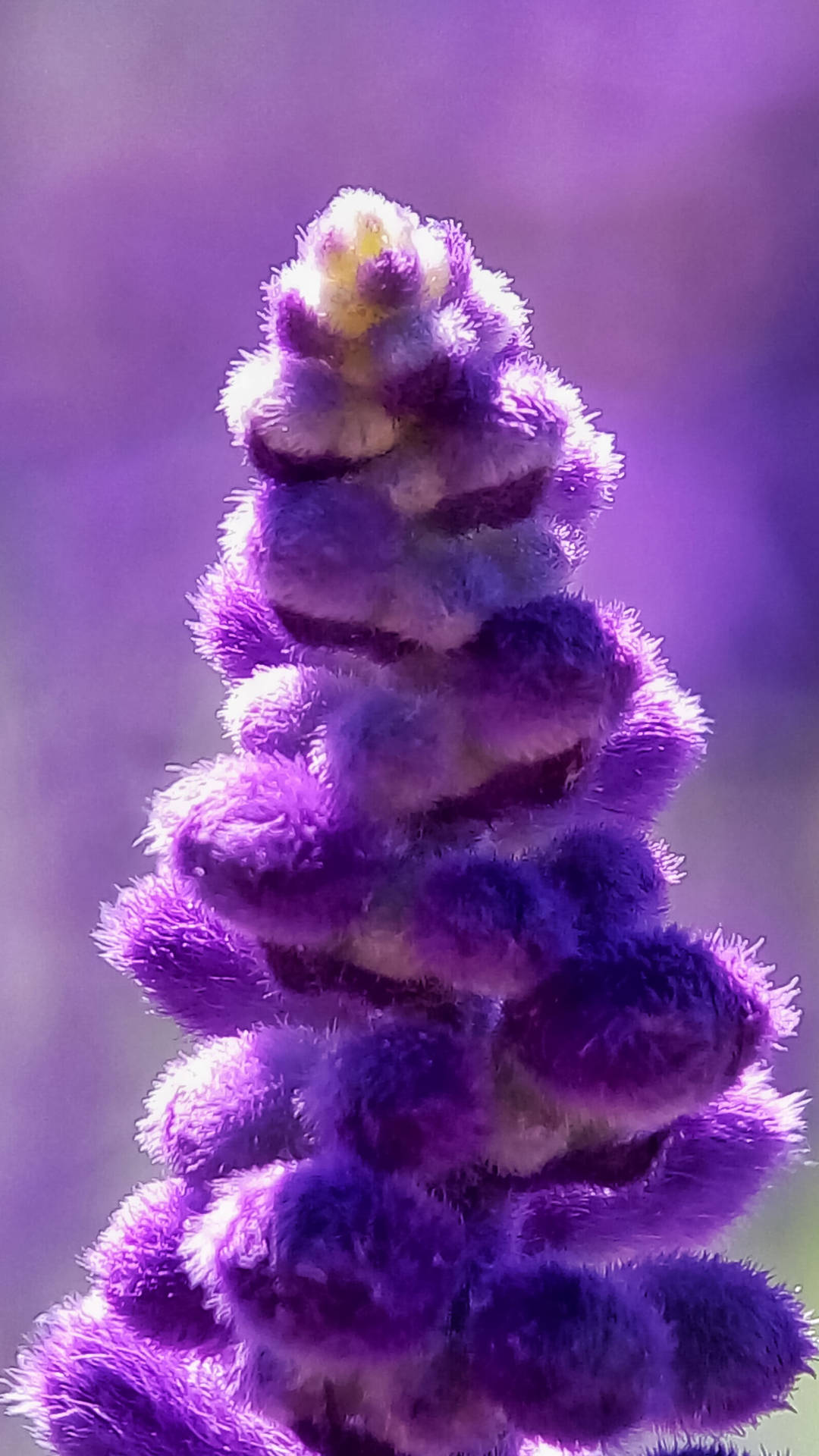 Lavender Bunga Close Up U0zlttcdk3itbn3h Wallpaper