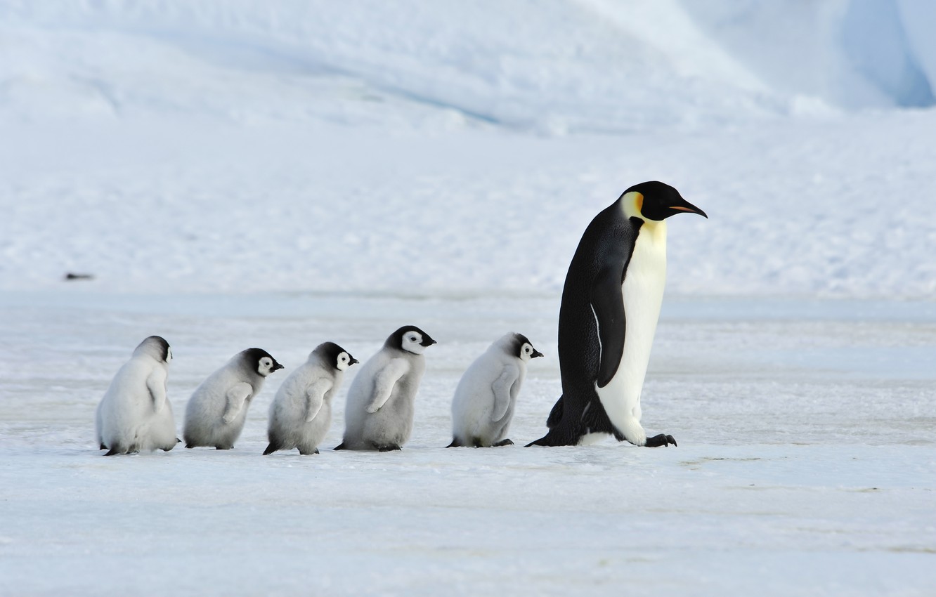 Wallpaper Father Family Mother Emperor Penguins Image For