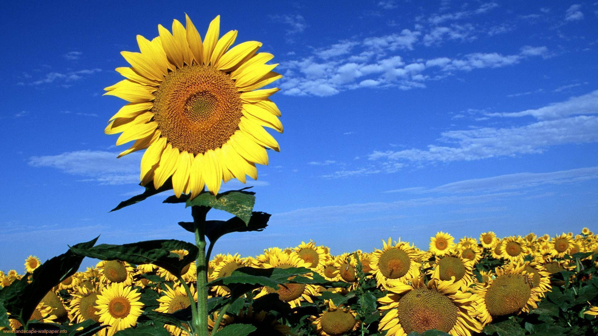 Sunflower And Roses Wallpaper